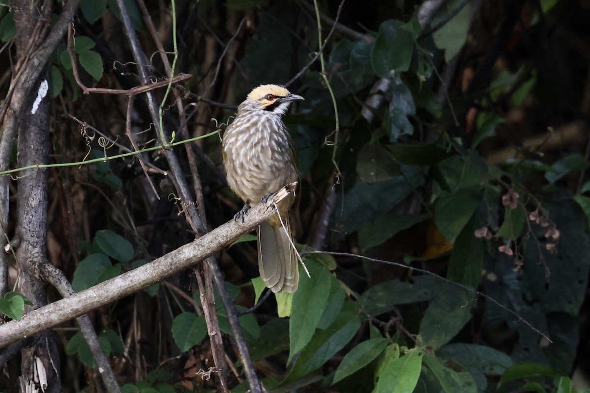 Straw-headed Bulbul - ML643580832
