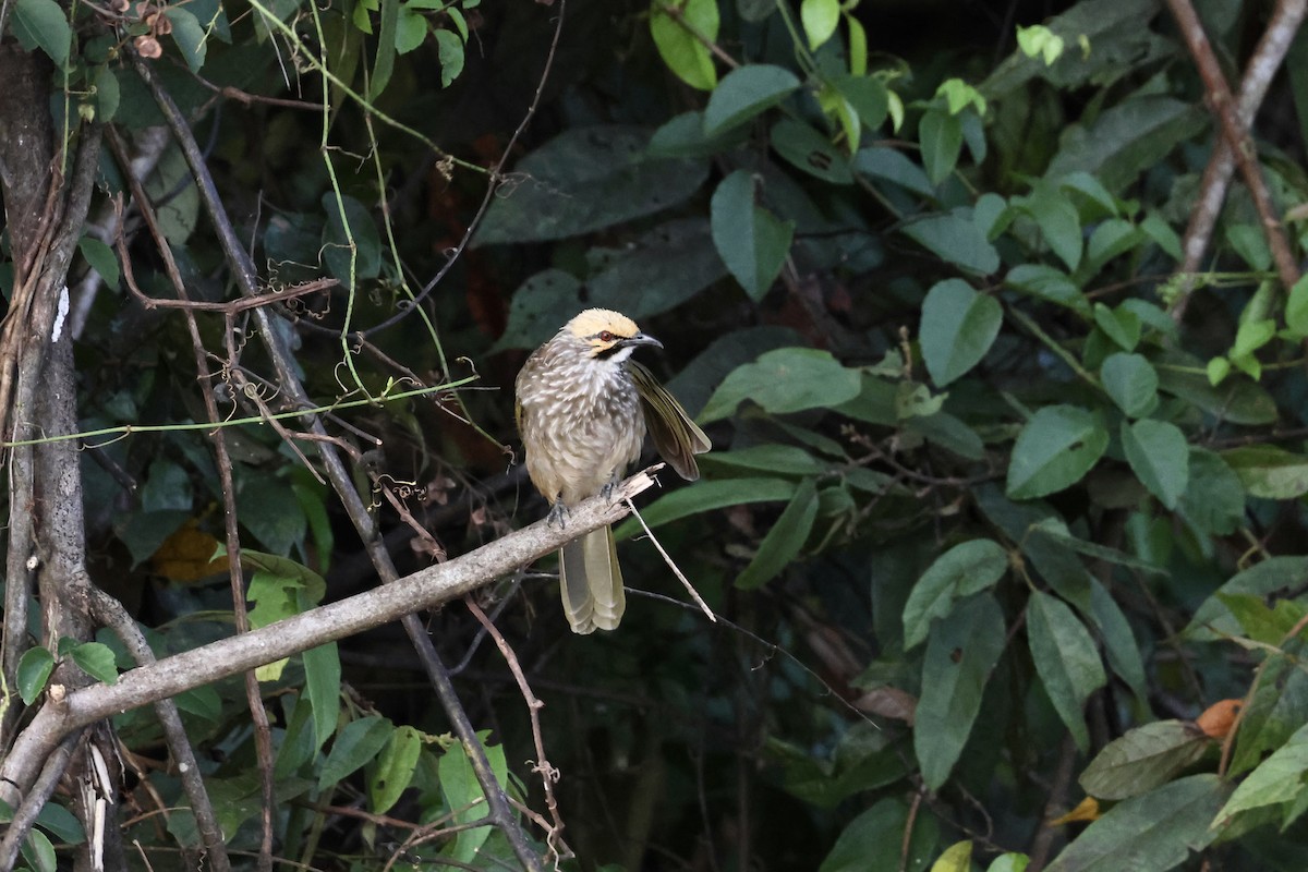 Straw-headed Bulbul - ML643580833