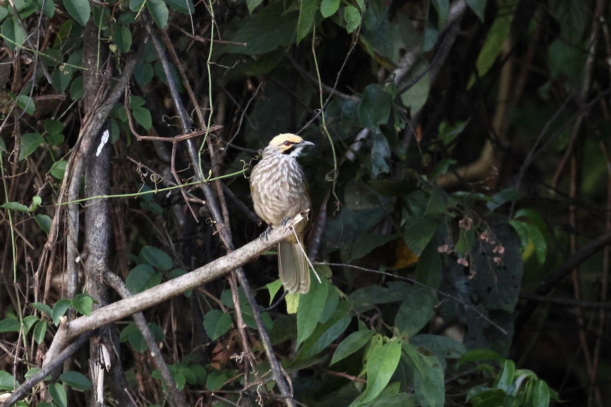 Straw-headed Bulbul - ML643580834