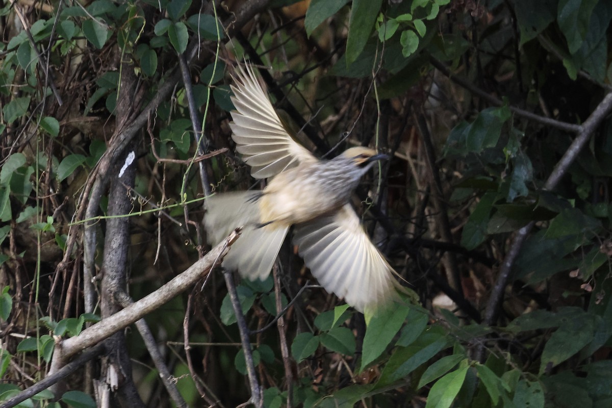 Straw-headed Bulbul - ML643580835