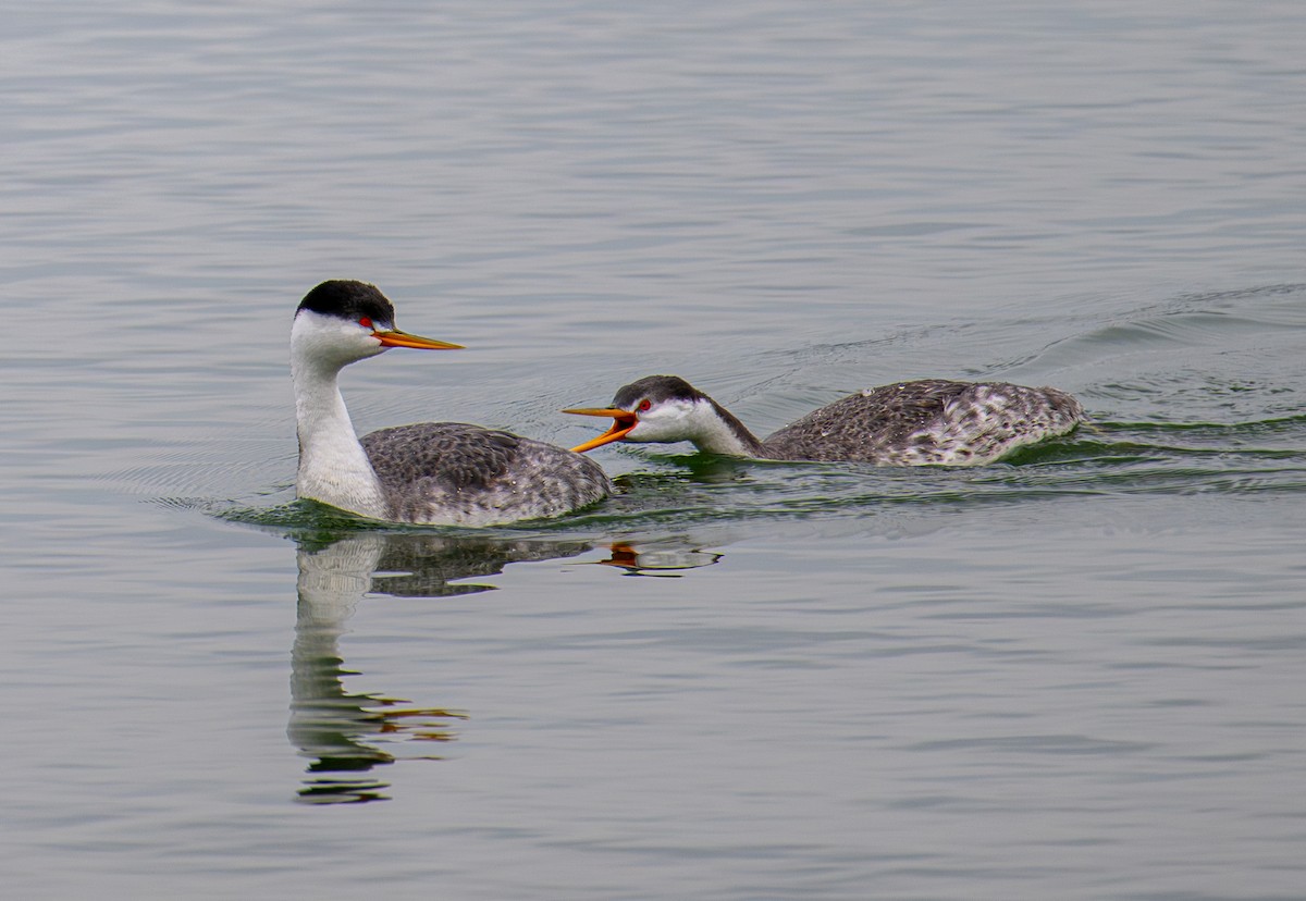 Clark's Grebe - ML643580839