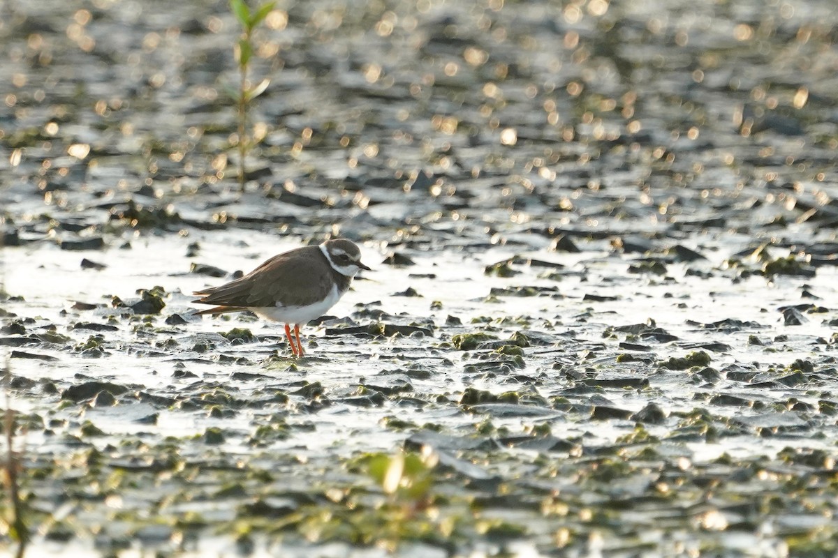 Common Ringed Plover - ML643580844