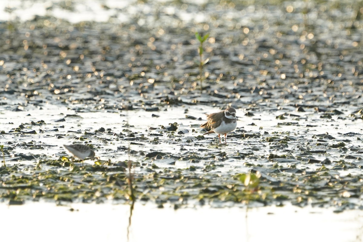 Common Ringed Plover - ML643580846