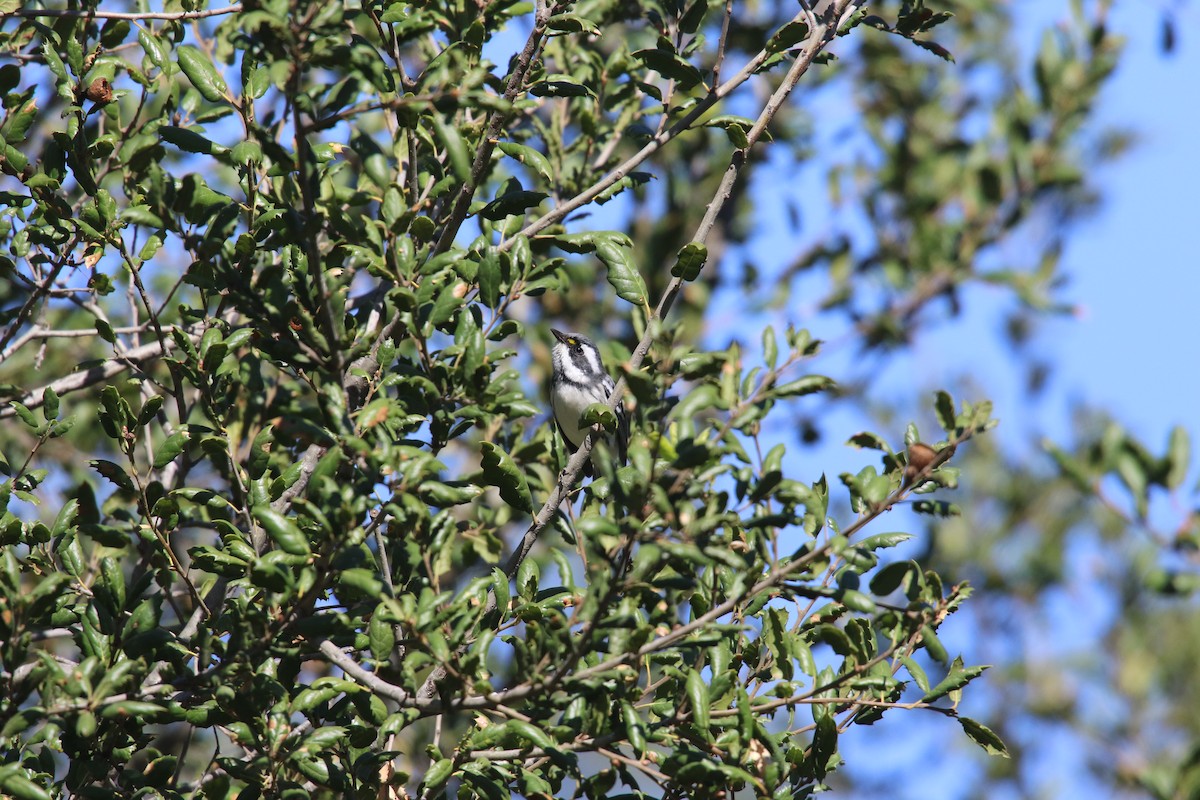 Black-throated Gray Warbler - ML643580852