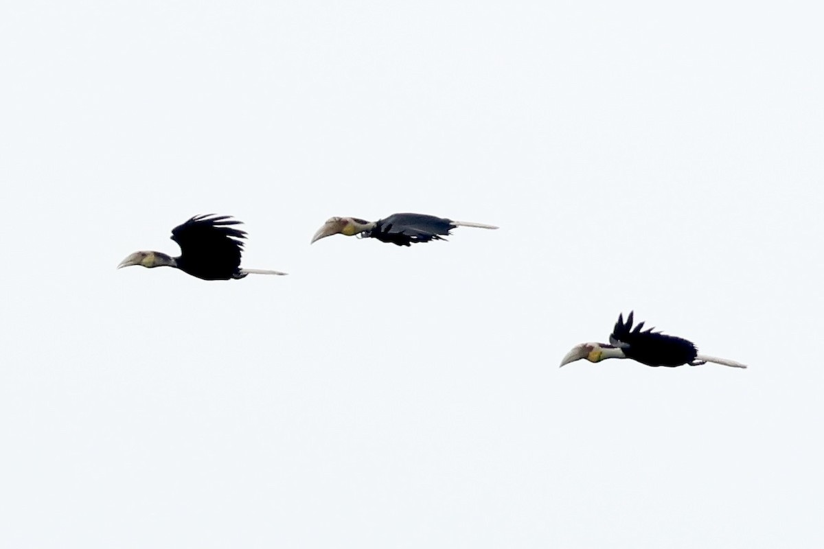 Wreathed Hornbill - ML643580854
