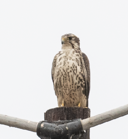 Prairie Falcon - ML643580858