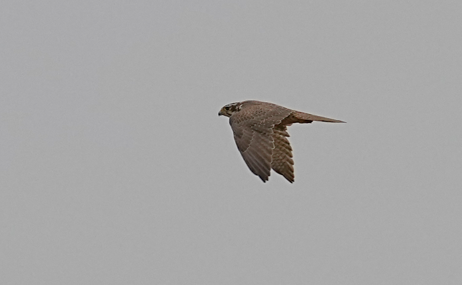 Prairie Falcon - ML643580860