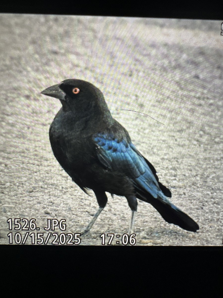 クロコウウチョウ - ML643580863