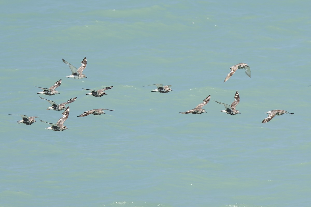 Black-bellied Plover - ML643580864
