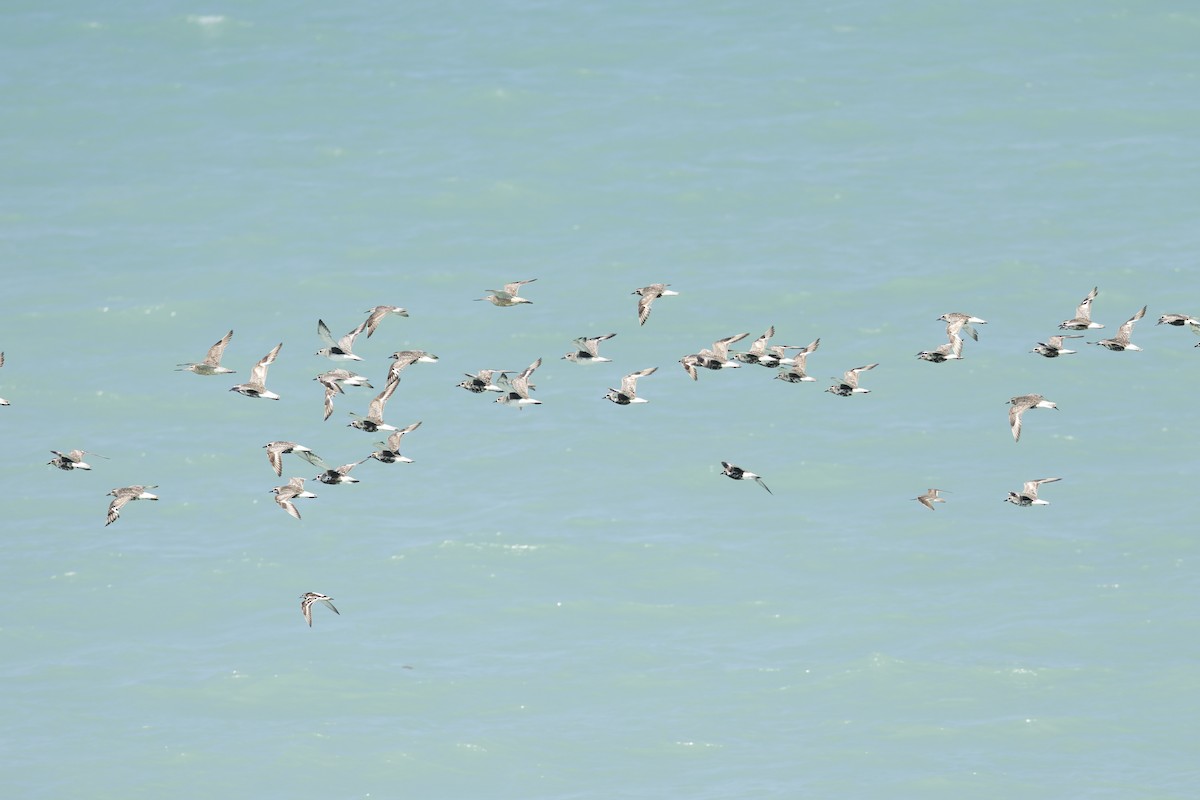 Black-bellied Plover - ML643580865