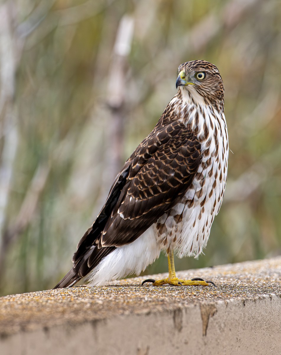 Cooper's Hawk - ML643580876