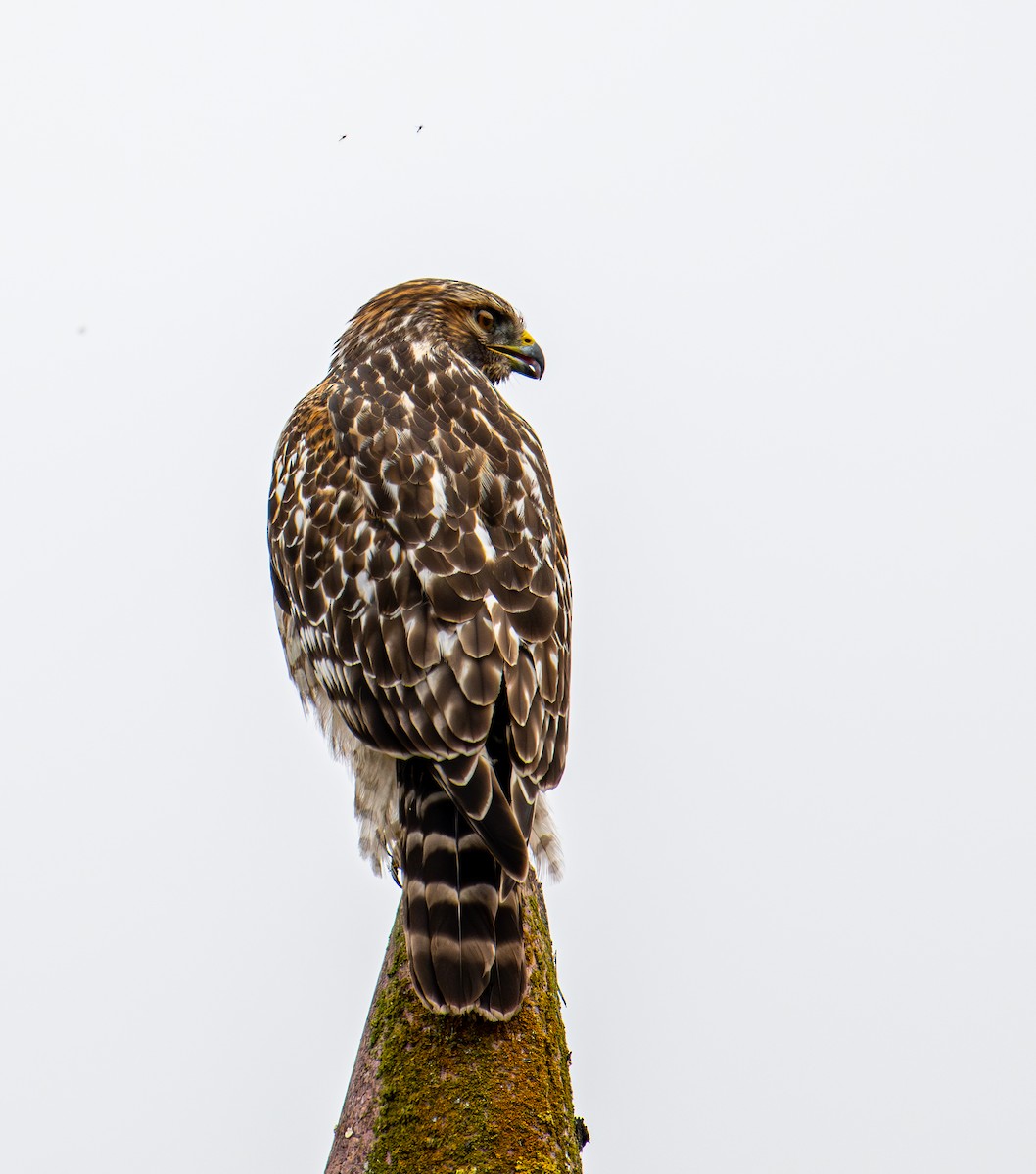Red-shouldered Hawk - ML643580879