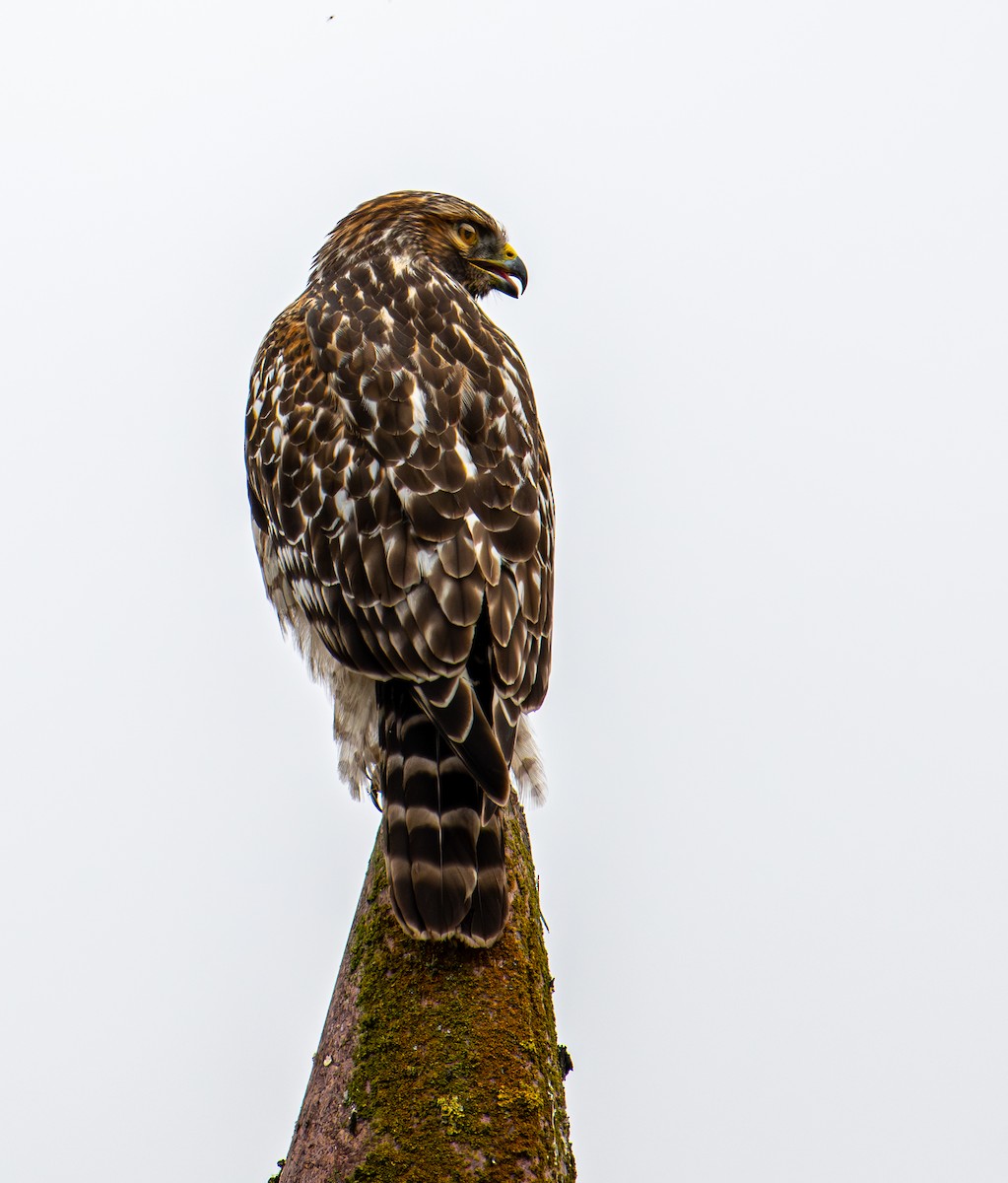 Red-shouldered Hawk - ML643580880