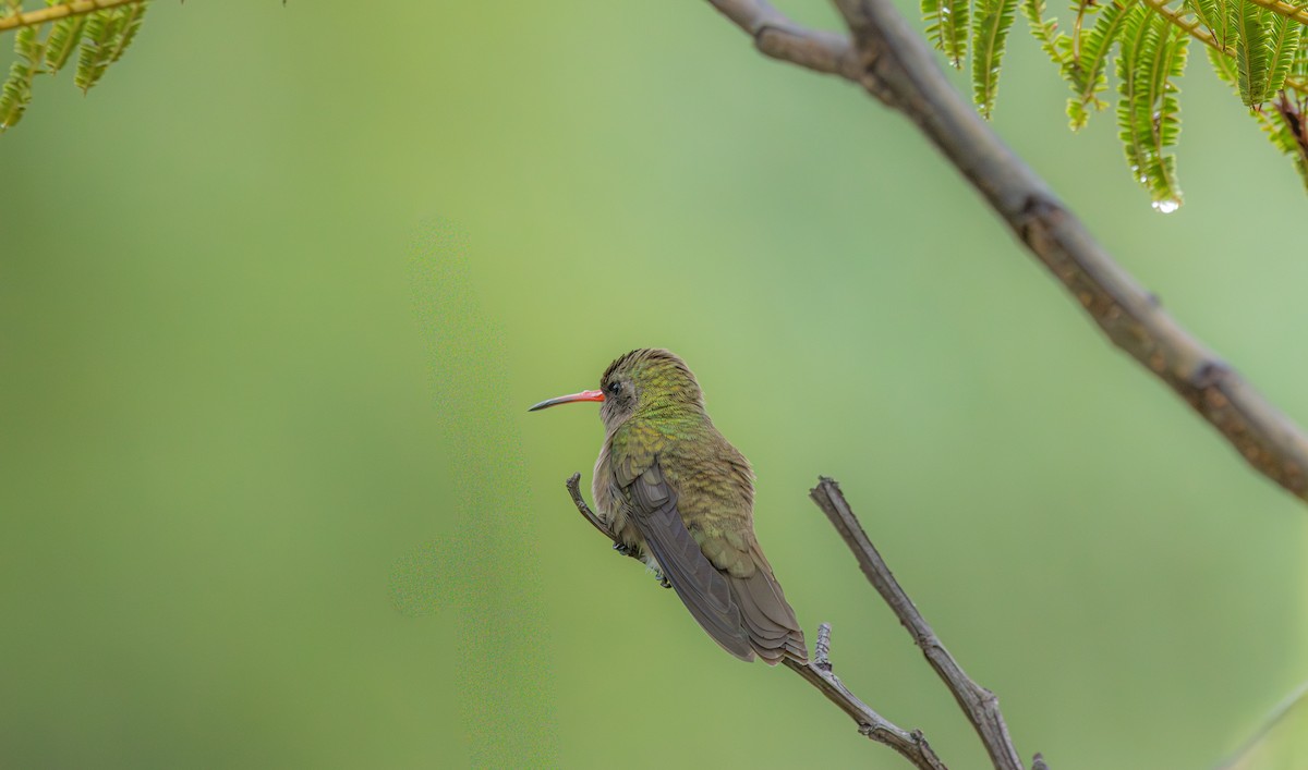 Dusky Hummingbird - ML643580881