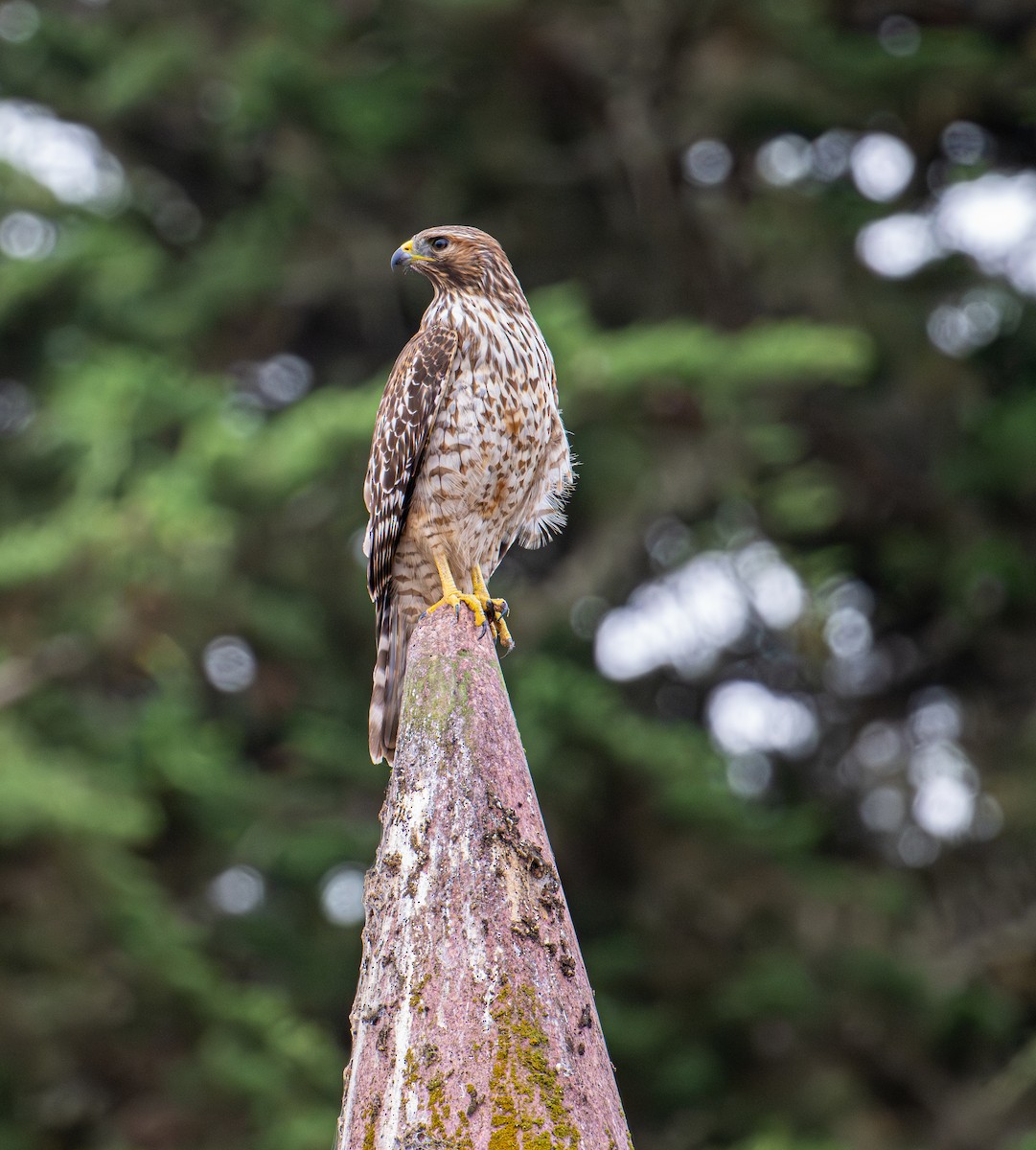 Red-shouldered Hawk - ML643580882
