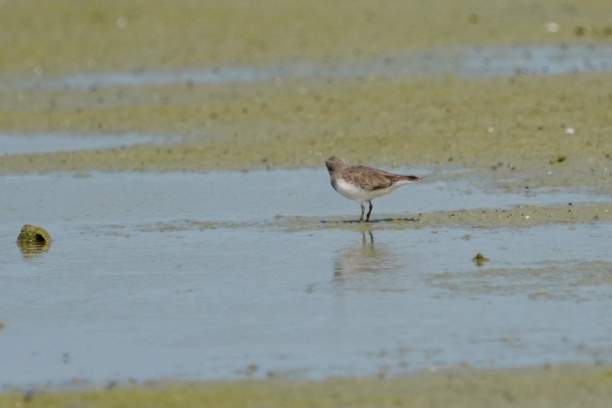 Temminck's Stint - ML643580887