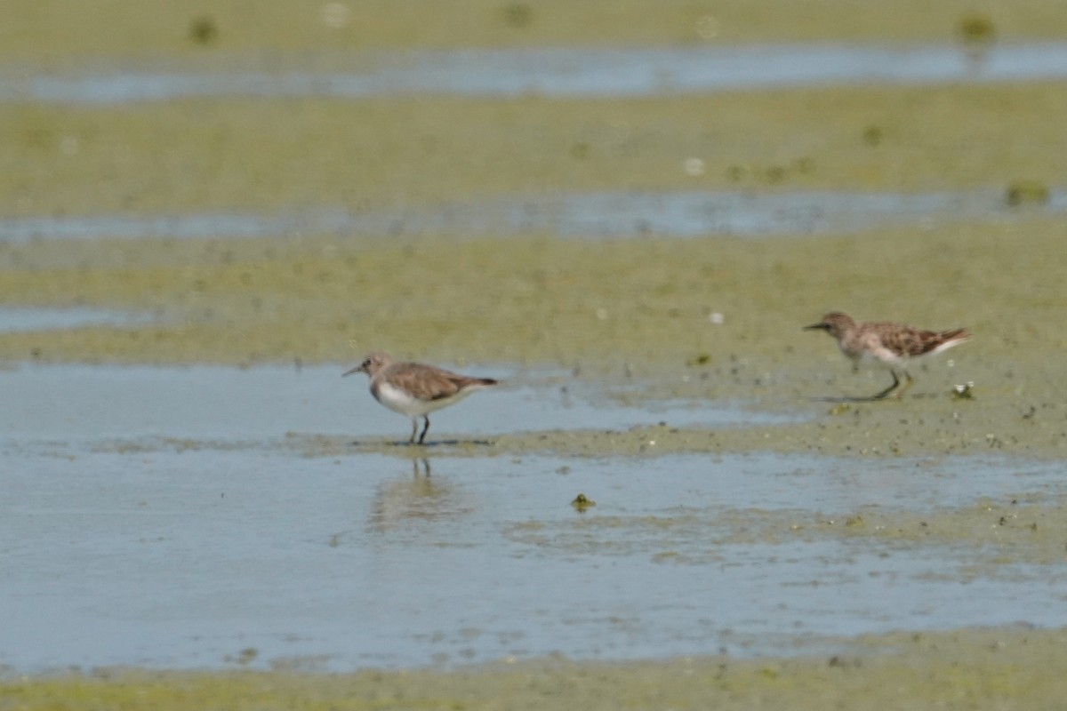 Temminck's Stint - ML643580888