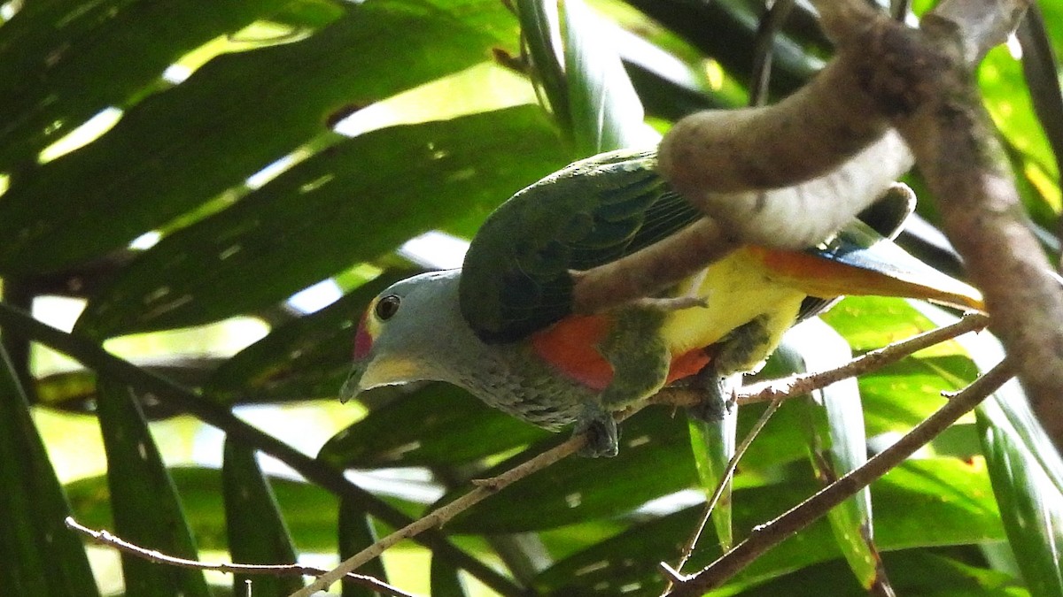 Rose-crowned Fruit-Dove - ML643580902