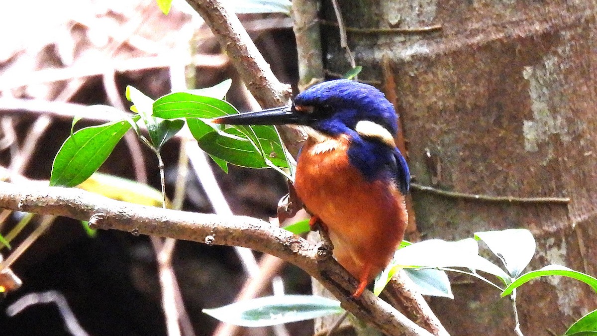 Azure Kingfisher - ML643580909