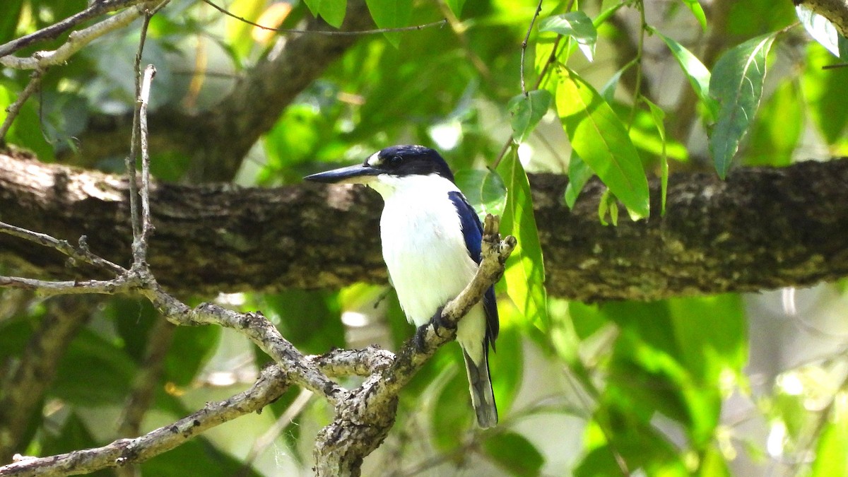 Forest Kingfisher - ML643580916