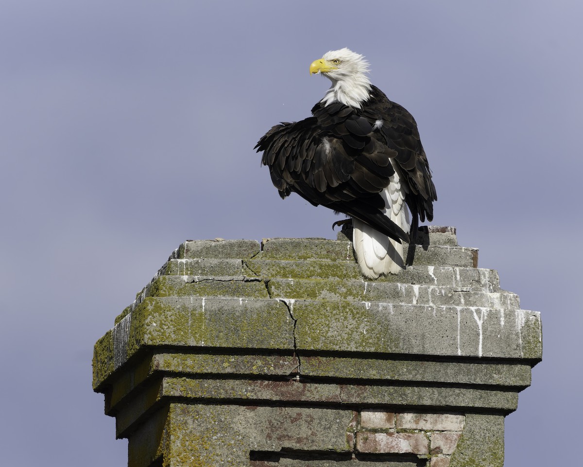 Bald Eagle - ML643580934