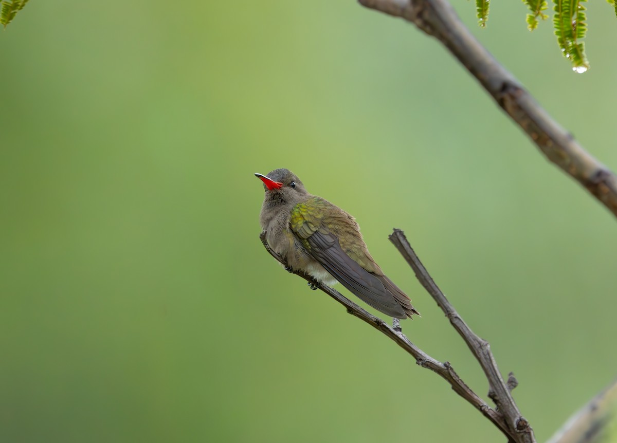 Dusky Hummingbird - ML643580935