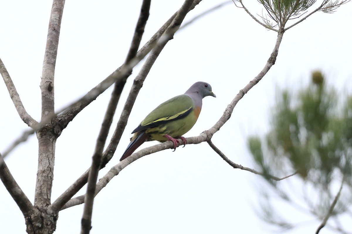 Pink-necked Green-Pigeon - ML643580936