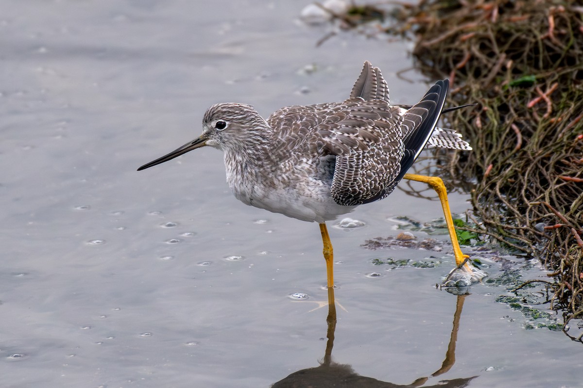 plystresnipe - ML643580938