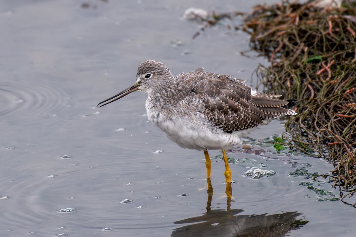 plystresnipe - ML643580939