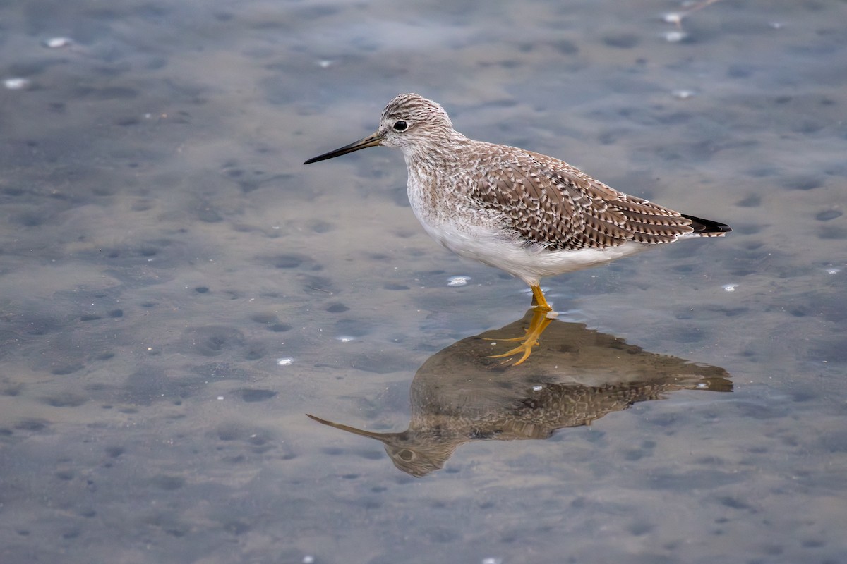 plystresnipe - ML643580940
