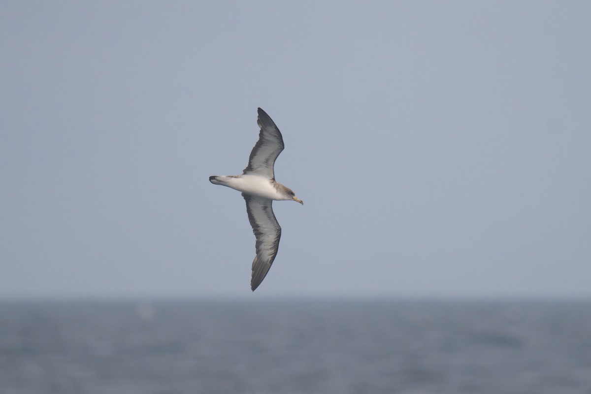Cory's Shearwater - ML643580944