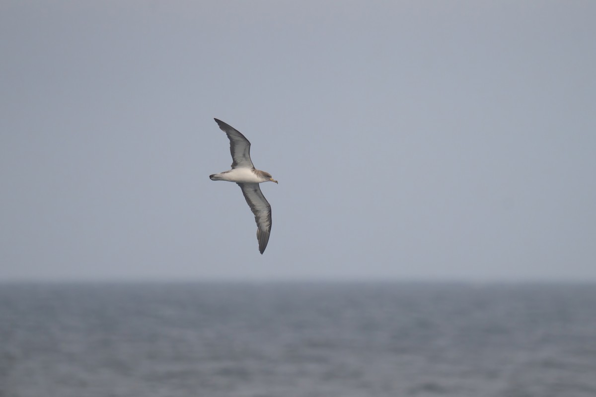 Cory's Shearwater - ML643580945