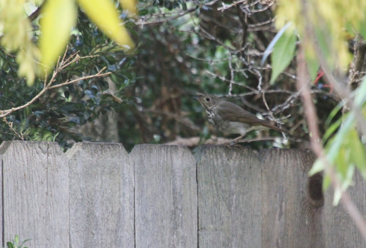 Hermit Thrush - ML643580947