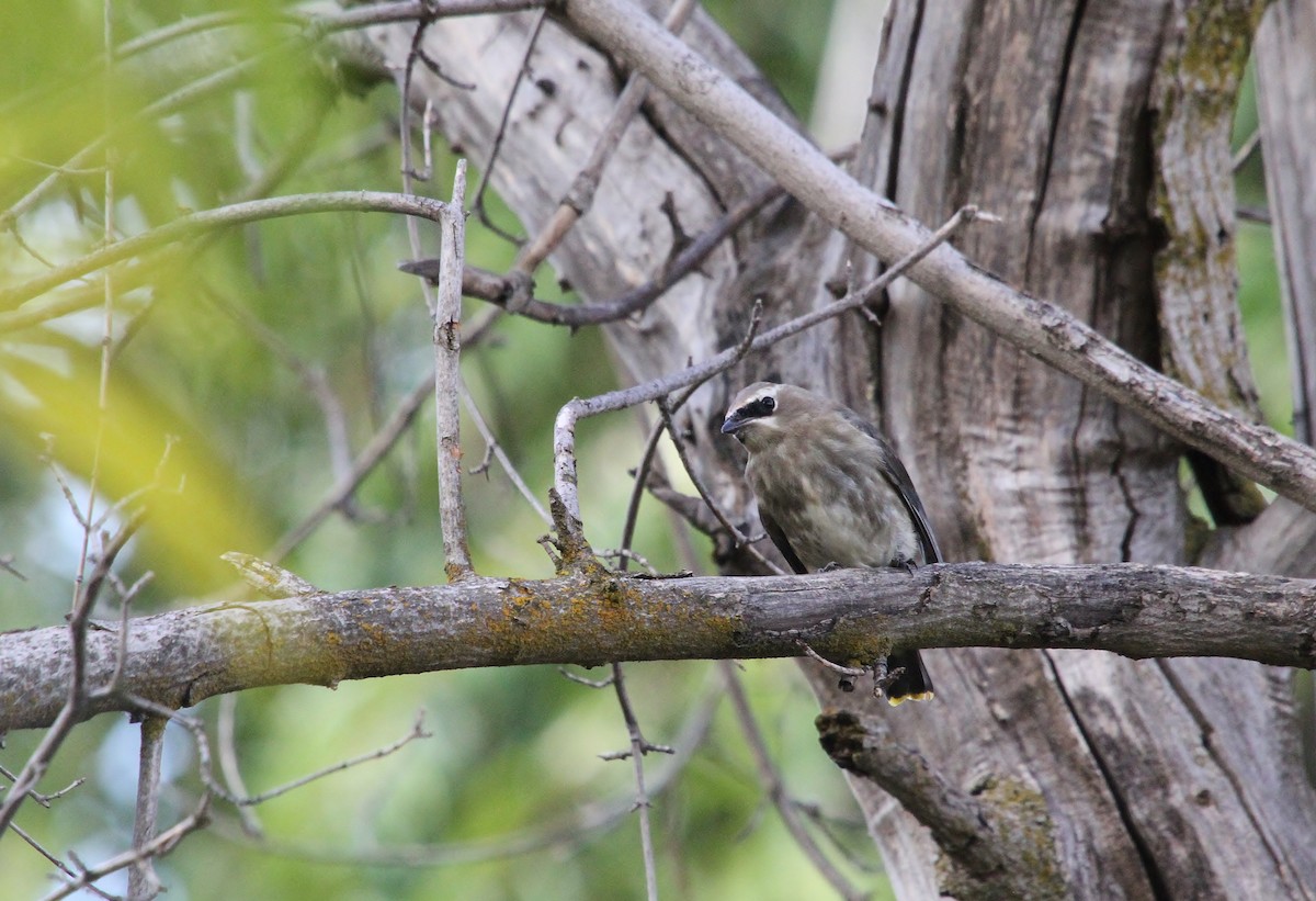 Cedar Waxwing - ML643580956