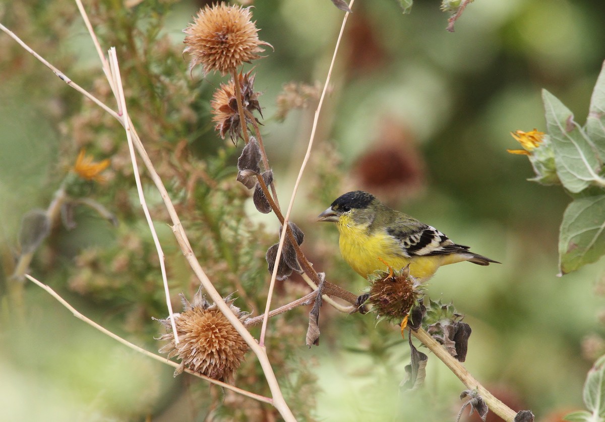 Lesser Goldfinch - ML643580959