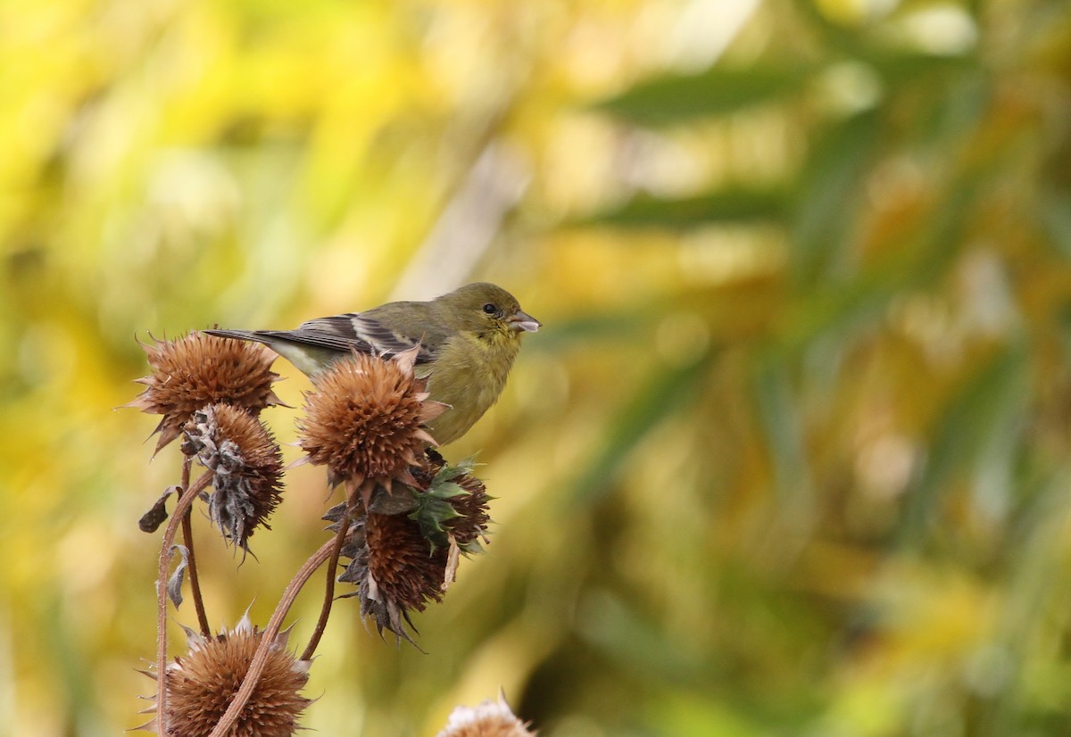 Lesser Goldfinch - ML643580963