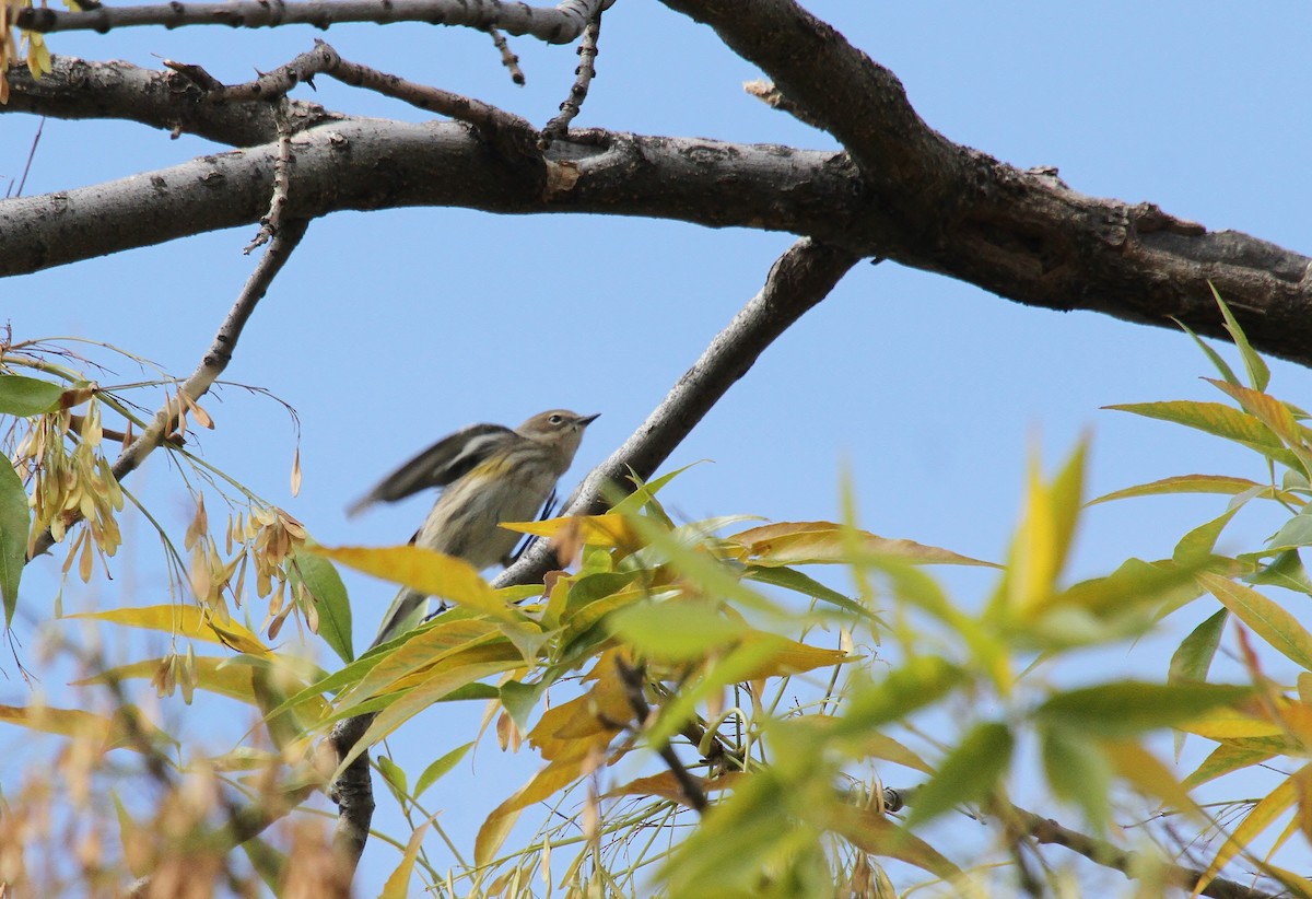 Yellow-rumped Warbler (Myrtle) - ML643580970