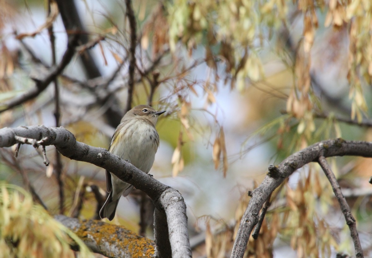 Yellow-rumped Warbler (Myrtle) - ML643580971