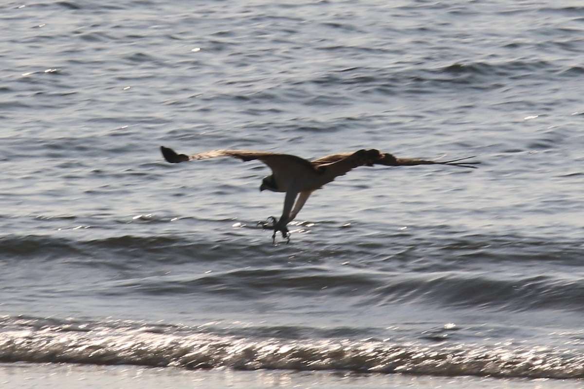 Balbuzard pêcheur - ML643580984