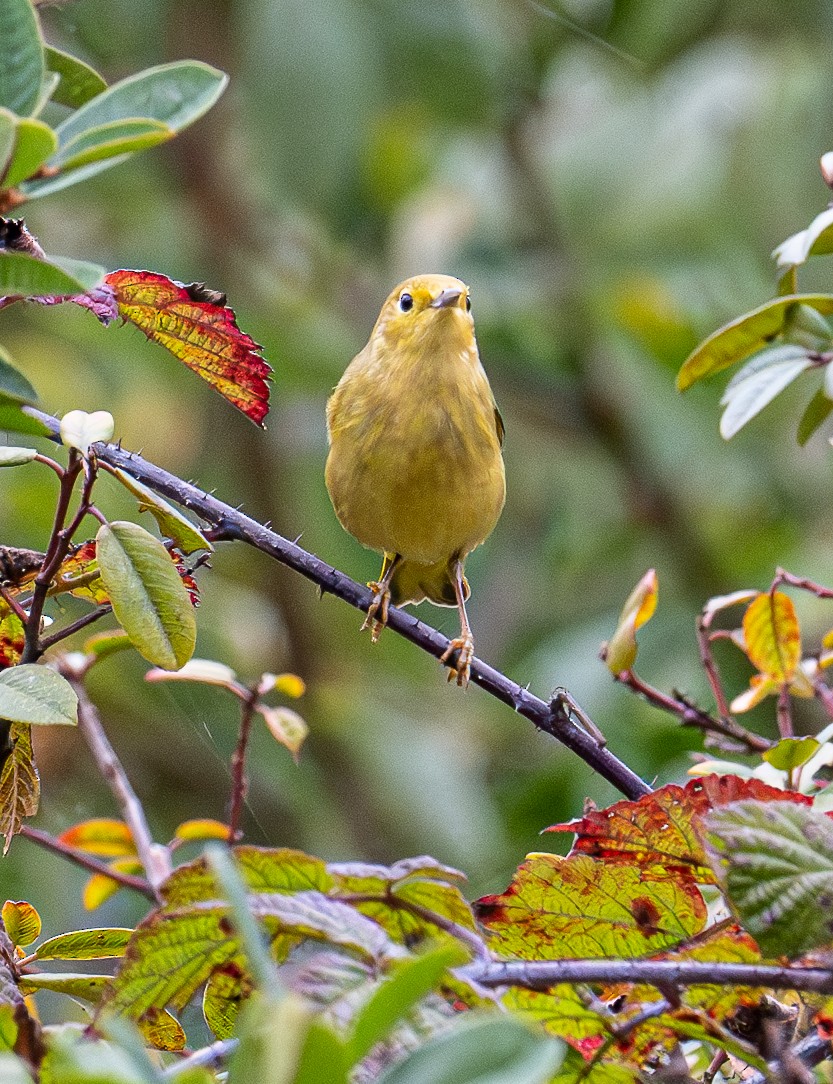 Paruline jaune - ML643581000