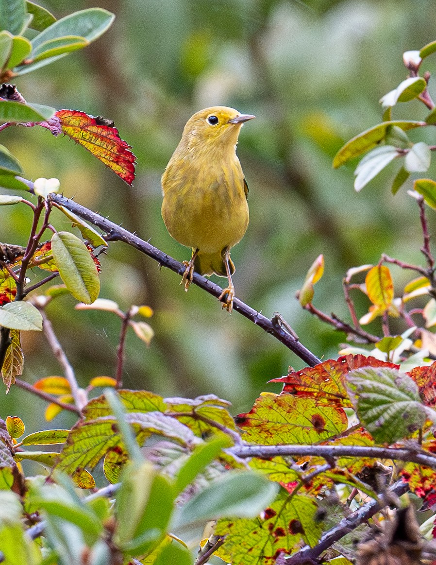 Paruline jaune - ML643581001