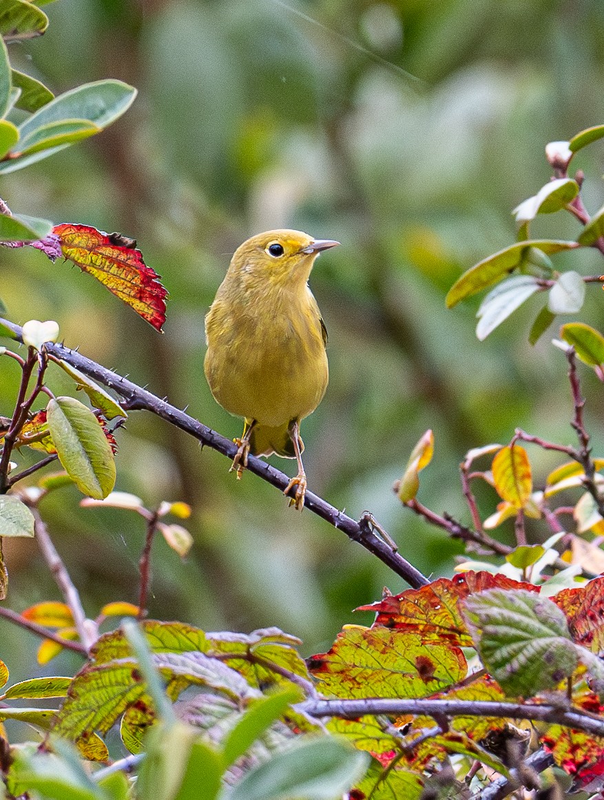 Paruline jaune - ML643581003
