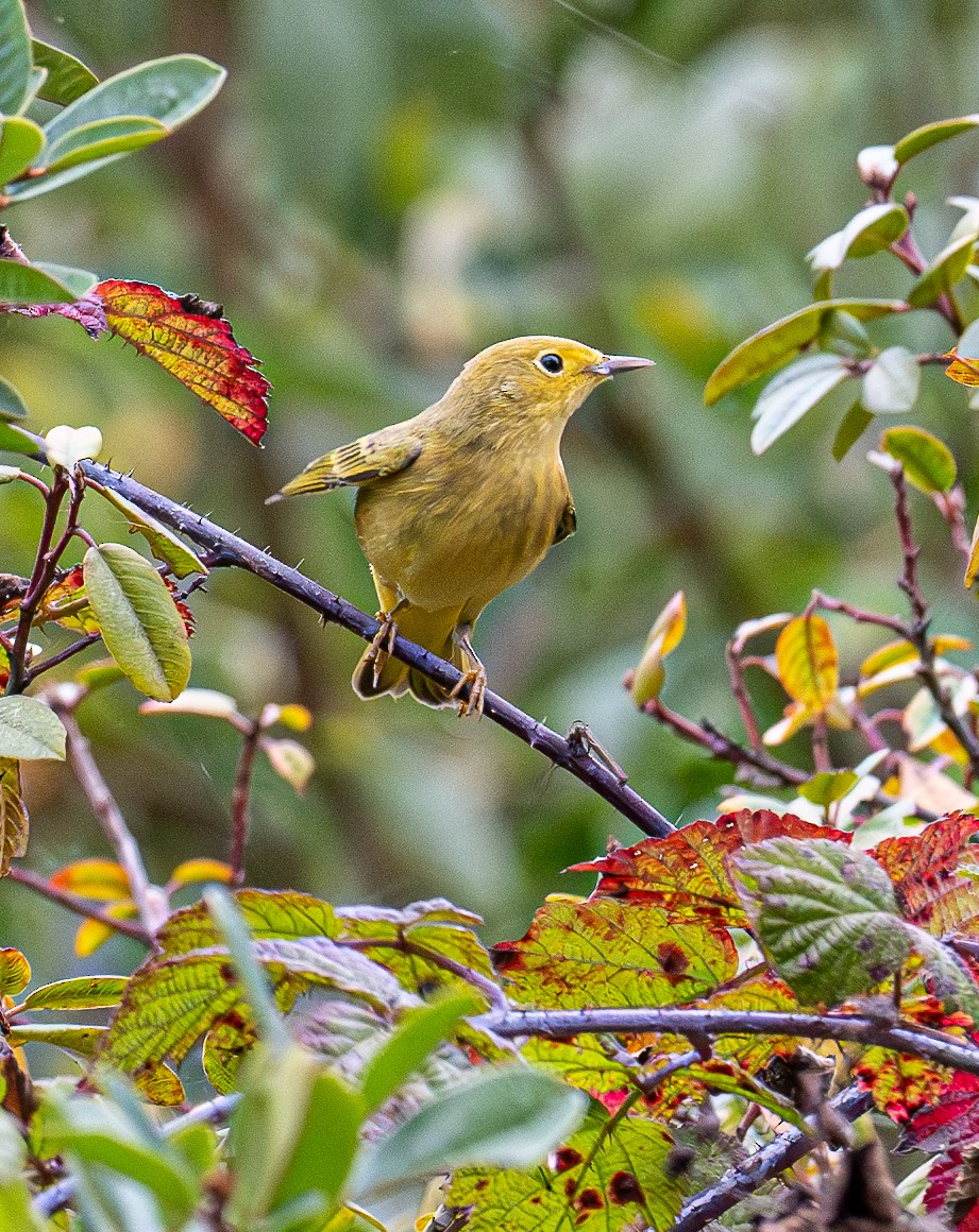 Paruline jaune - ML643581006