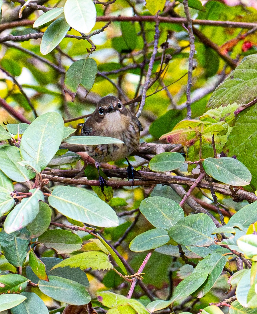 Yellow-rumped Warbler - ML643581024