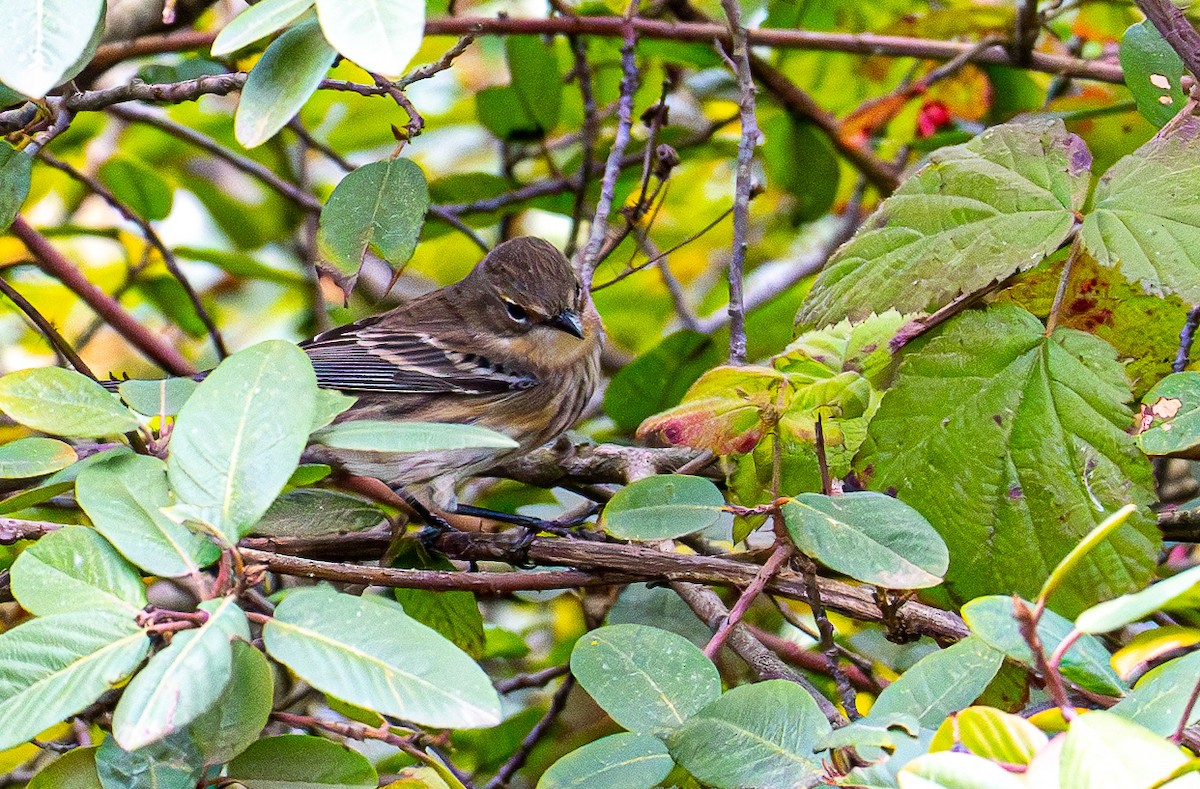 Yellow-rumped Warbler - ML643581025