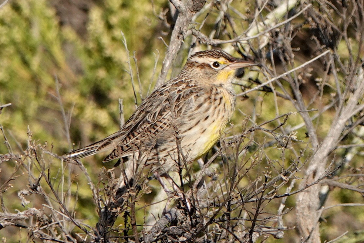 Western Meadowlark - ML643581026