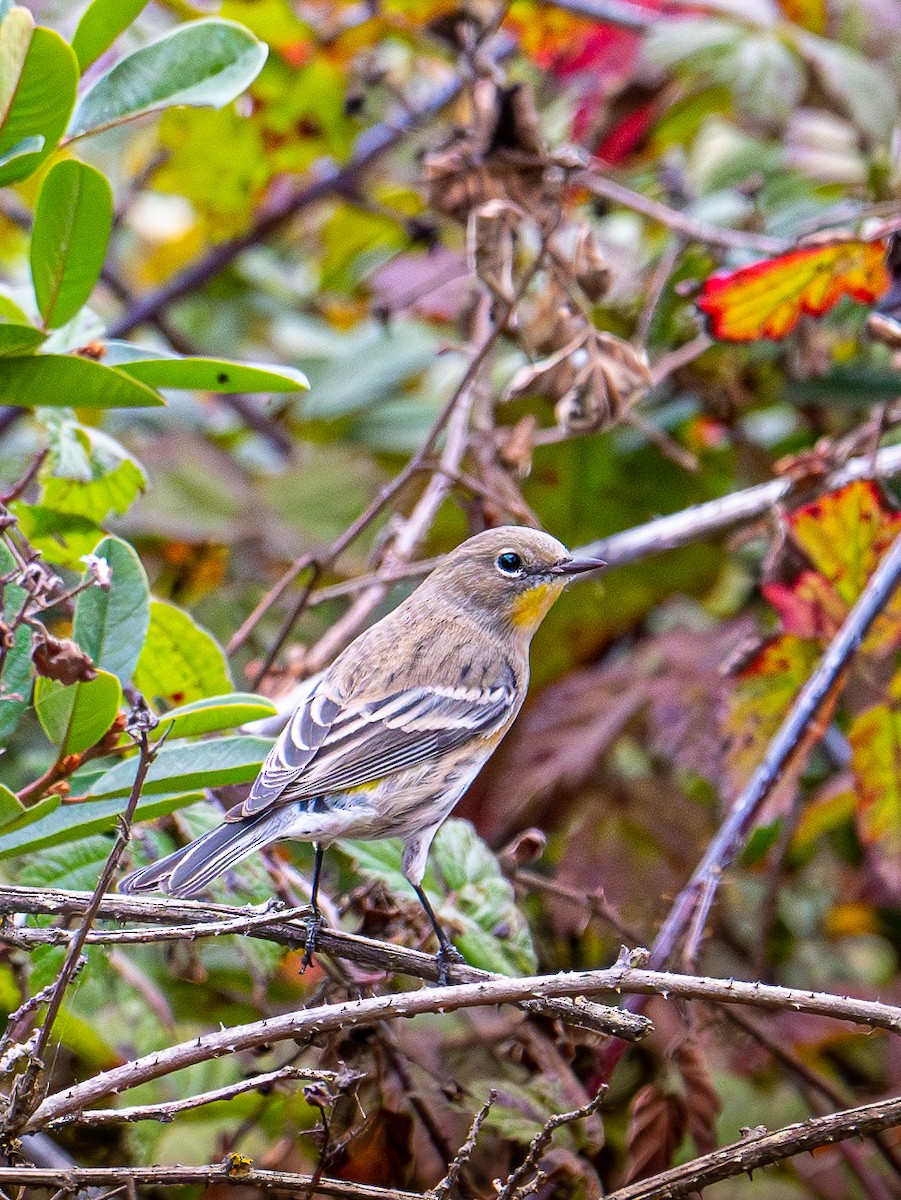 Yellow-rumped Warbler - ML643581028
