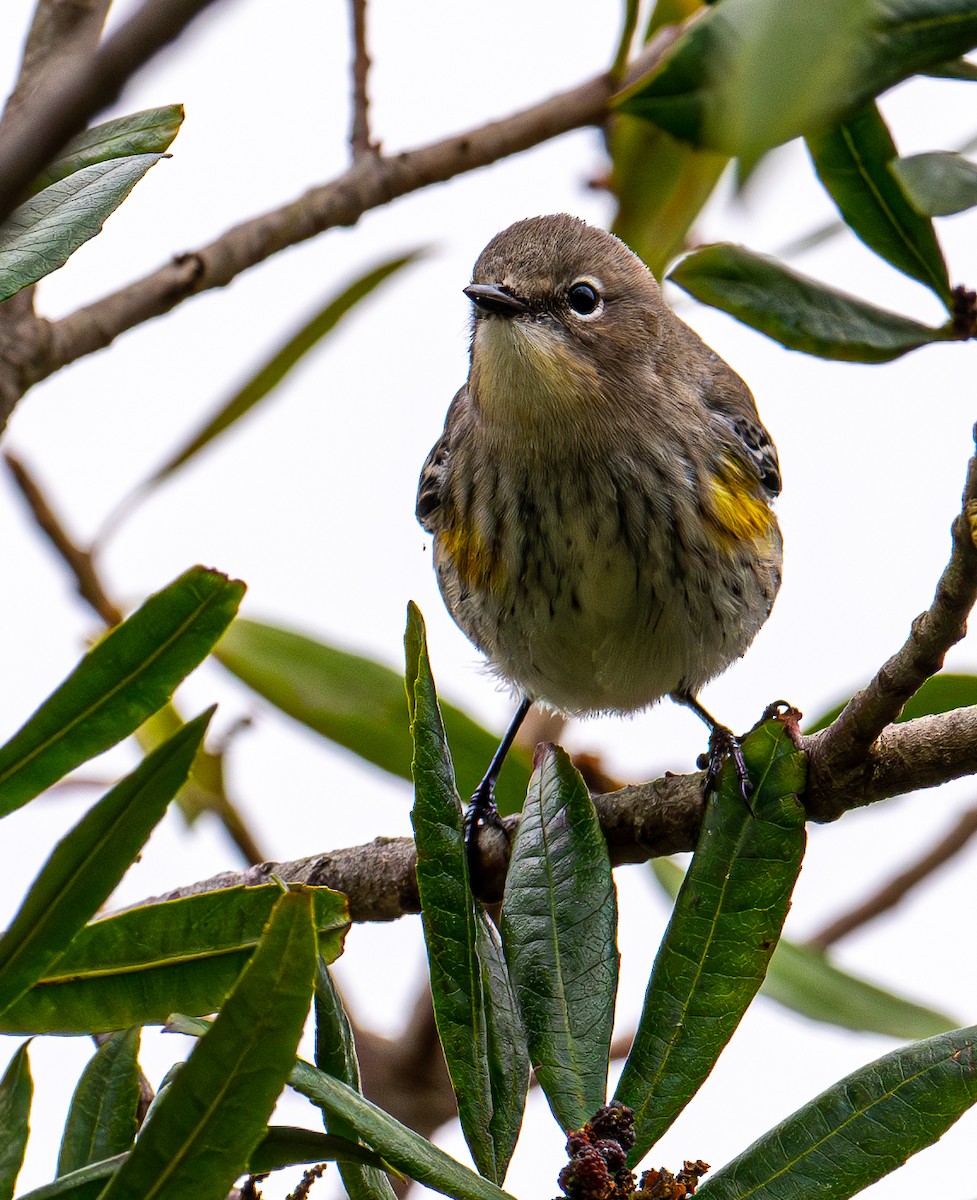Yellow-rumped Warbler - ML643581030
