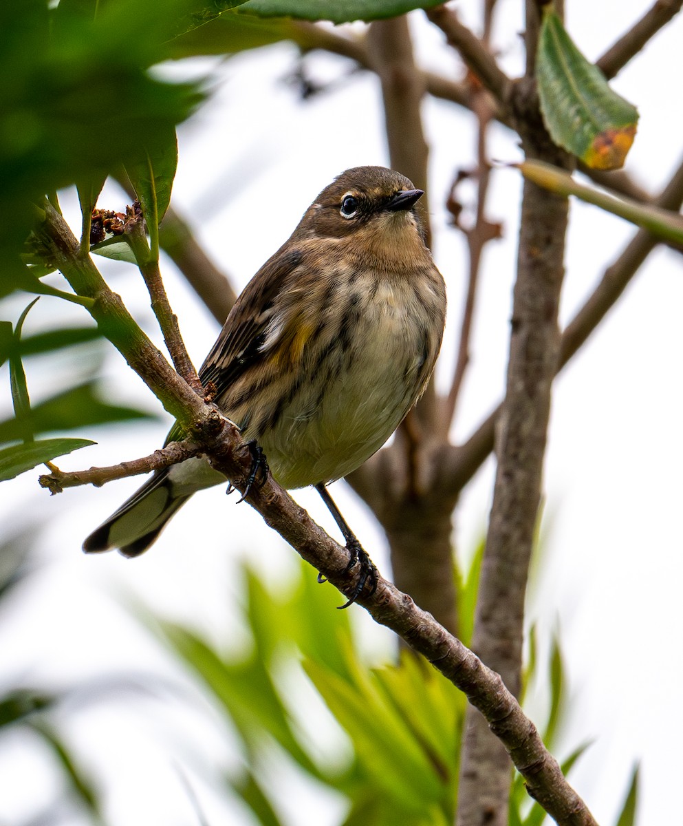 Yellow-rumped Warbler - ML643581031