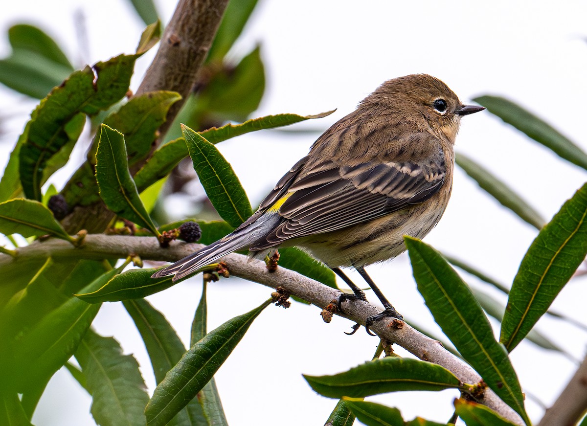 Yellow-rumped Warbler - ML643581032